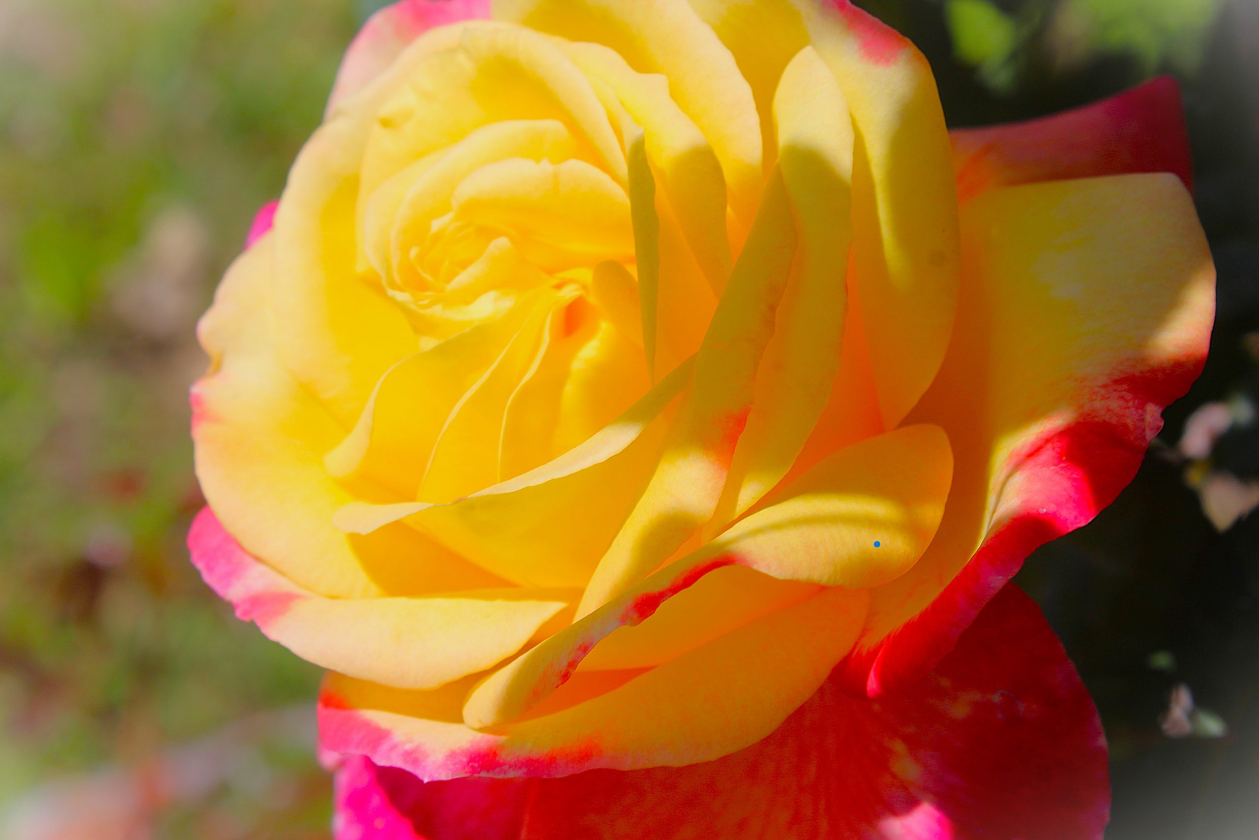 IMG_5956 A close up of a yellow and pink flower